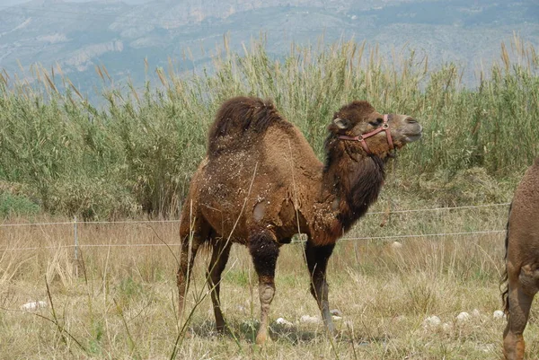 Teve Állat Természet Fauna — Stock Fotó