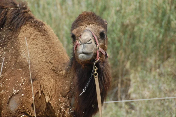 Верблюжье Животное Фауна Природы — стоковое фото