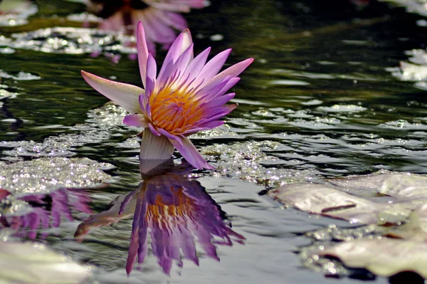 Closeup View Beautiful Water Lily — Stock Photo, Image