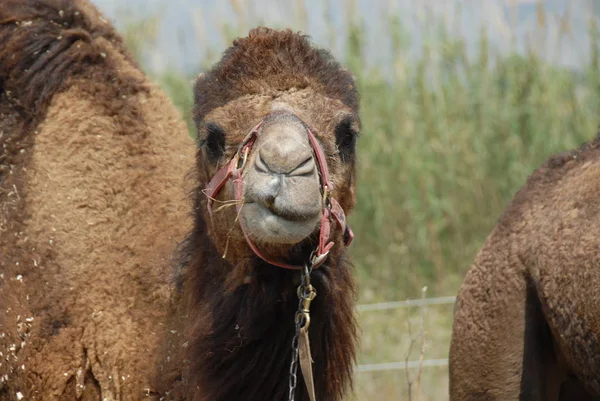 Camel Animal Nature Fauna — Stock Photo, Image