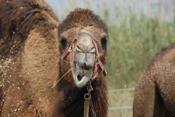 Καμήλα Πανίδα Της Φύσης — Φωτογραφία Αρχείου