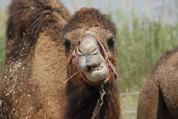 Camel Animal Nature Fauna — Stock Photo, Image