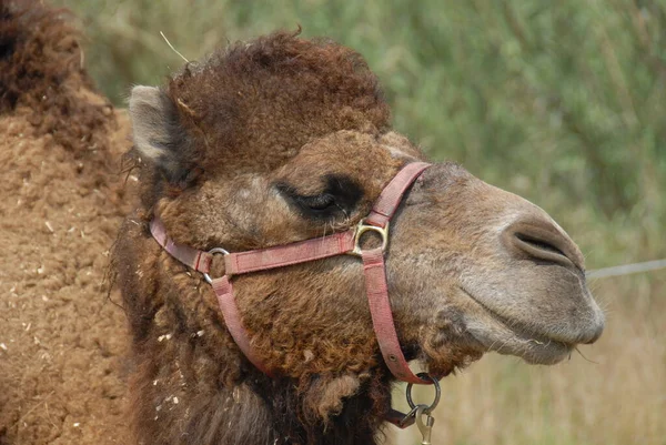 Das Dromedar Auch Arabisches Kamel Genannt Ist Ein Großes Ebenmäßiges — Stockfoto