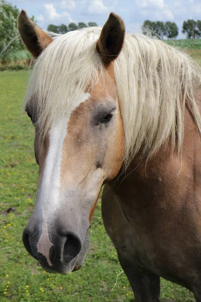 Cavalo Criação Haflinger Animal Avelignese — Fotografia de Stock
