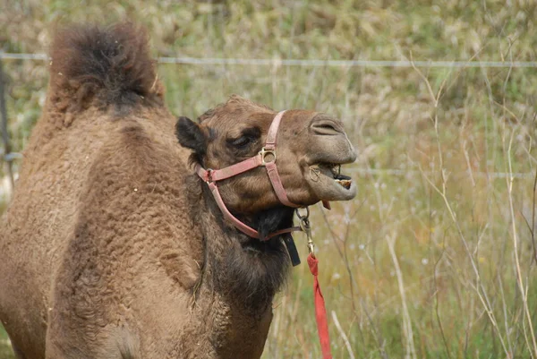 Camel Animal Nature Fauna — Stock Photo, Image