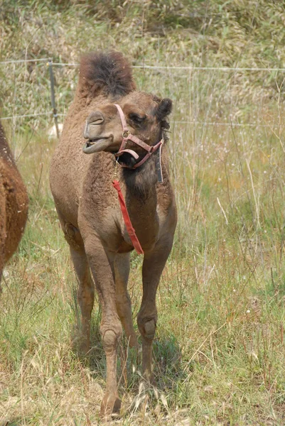 Верблюжье Животное Фауна Природы — стоковое фото