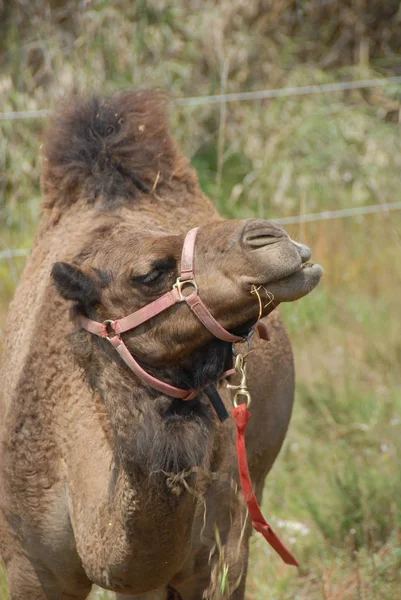 Camel Animal Nature Fauna — Stock Photo, Image