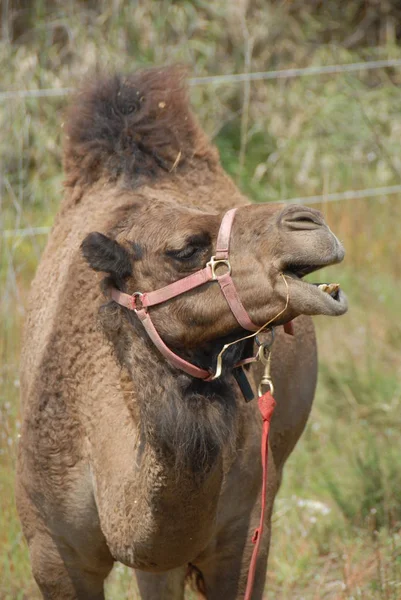 Camello Fauna Naturaleza — Foto de Stock