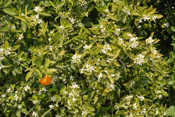 オレンジの花の木植物 — ストック写真