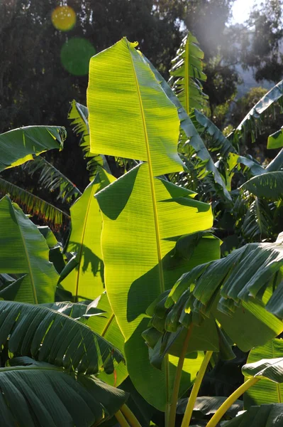 Bananas Planta — Fotografia de Stock