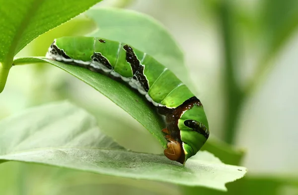 Lagarta Verme Inseto Natureza — Fotografia de Stock