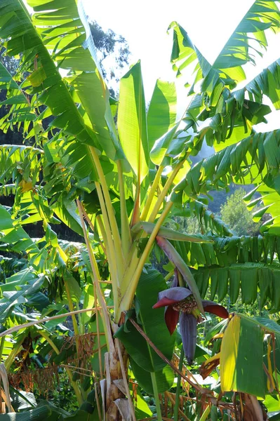 Bananen Staude — Foto de Stock