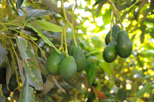 avocado tree, Persea americana