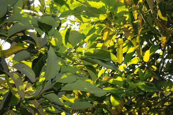 Alpukat Pohon Daun Hijau Flora Dan Dedaunan — Stok Foto