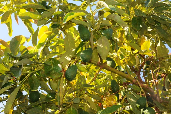 Авокадо Деревьях Зеленых Листьях Флоре Листве — стоковое фото