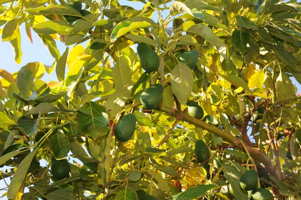 Avocado Albero Foglie Verdi Flora Fogliame — Foto Stock