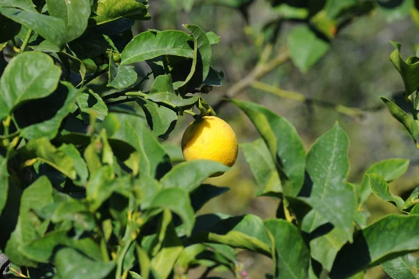 Spanien Zitronen Baum — Stockfoto