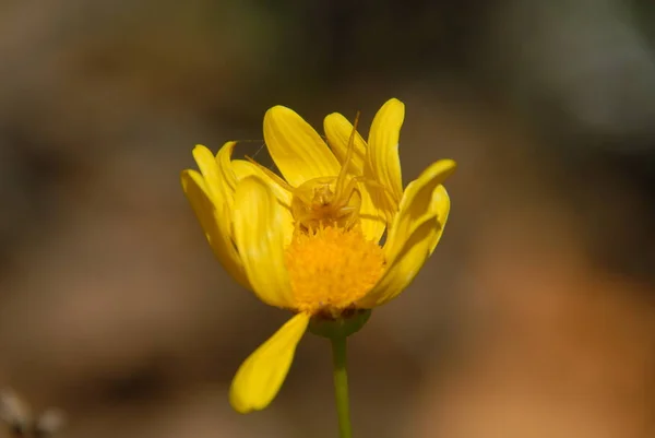 Żółte Kwiaty Wiosny Żółtym Pająkiem — Zdjęcie stockowe