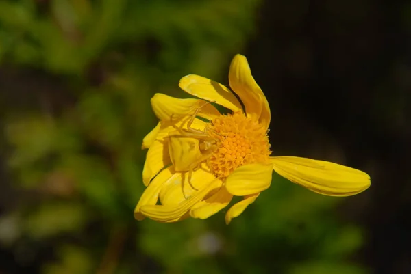 Yellow Spring Blooms Yellow Spider — Stock Photo, Image
