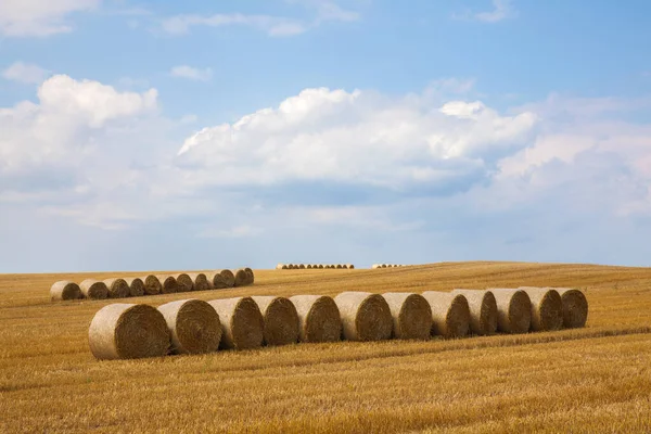 Mezőgazdasági Kukoricatermesztés Mezőgazdasági Terület — Stock Fotó