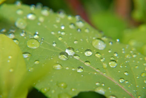 Yeşil Yaprağın Üzerine Yağmur Damlaları — Stok fotoğraf