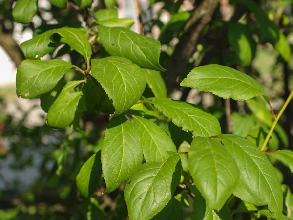 Listy Švestky Alias Prunus Domestica — Stock fotografie
