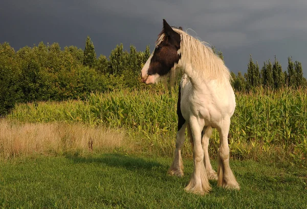 Koně Venku Dne — Stock fotografie