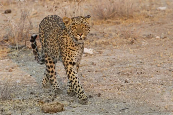 Gepardí Kočka Leopardí Zvíře Divoká Kočka — Stock fotografie