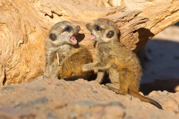 Meerkaty Zvířata Suricata Suricatta — Stock fotografie