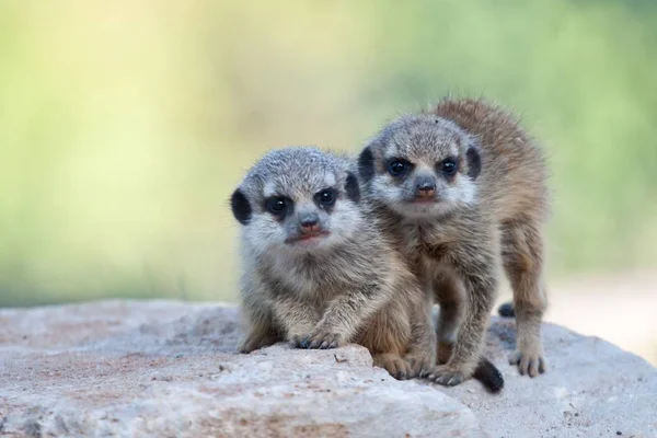 Meerkats Animals Suricata Suricatta — Stock Photo, Image