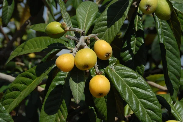 Medlars Δέντρα Φρούτα Και Χλωρίδα — Φωτογραφία Αρχείου