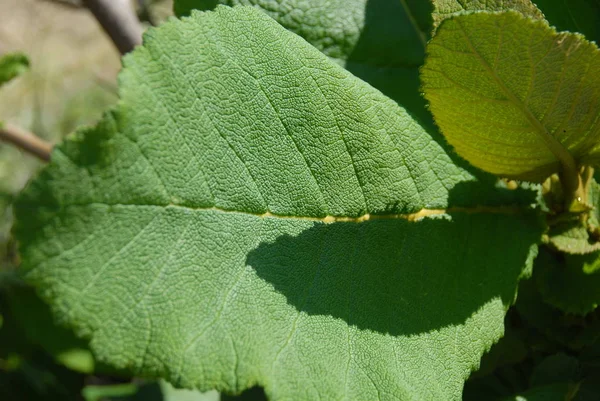 Piękne Botaniczne Ujęcie Naturalna Tapeta — Zdjęcie stockowe