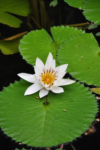 Lotus Flower Pond Plant — Stock Photo, Image