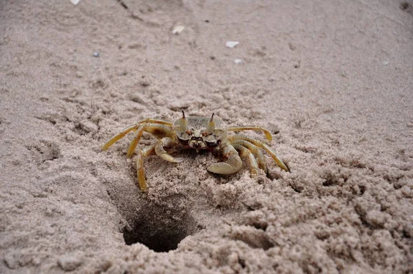 Tote Krabbe Strand — Stockfoto