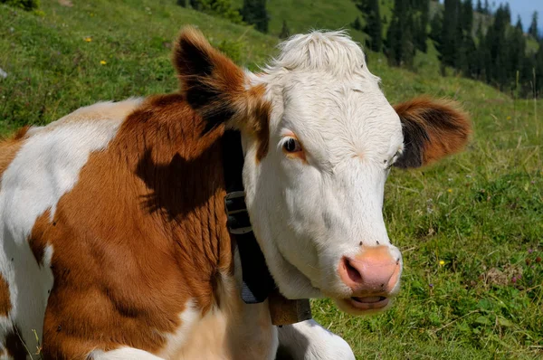 Vaca Prado — Fotografia de Stock