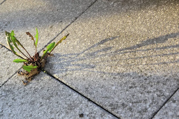 舗装スラブ間の植物の生存率は — ストック写真