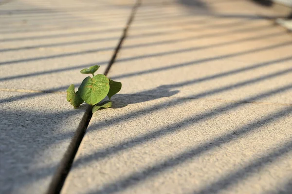 Lucha Por Supervivencia Una Planta Entre Las Losas Pavimentación —  Fotos de Stock