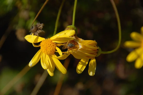 Araña Amarilla Insecto Biológico — Foto de Stock