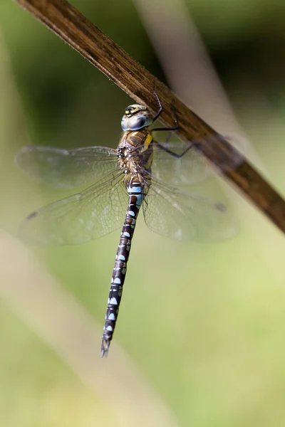 Odonata Libel Natuur Flora — Stockfoto