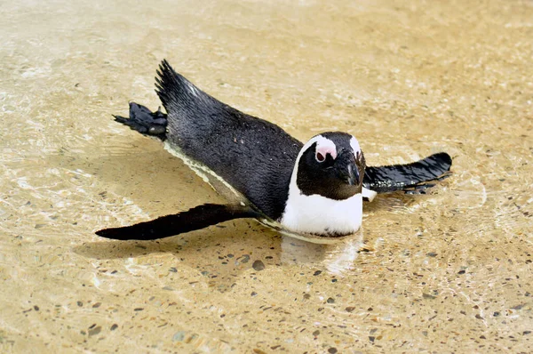 Pinguino Africano Animale Pinguino Fauna Naturale — Foto Stock