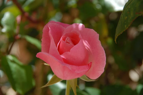 Rose Garten — Stockfoto