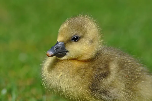 Grylag Poussin Oie Sur Prairie — Photo