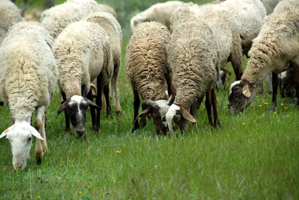 Weidende Schafe Auf Der Weide — Stockfoto