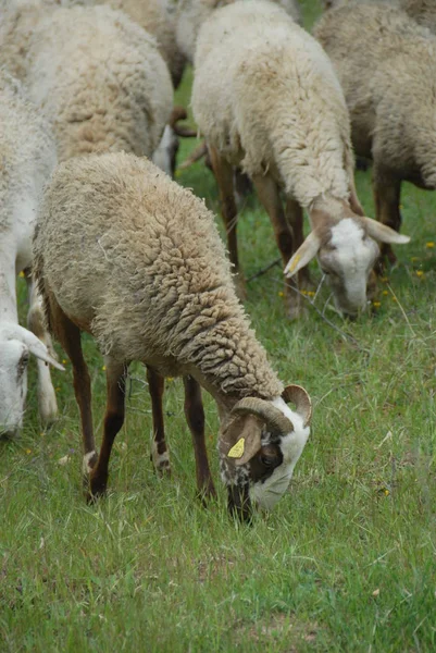 Pasoucí Ovce Pastvinách — Stock fotografie