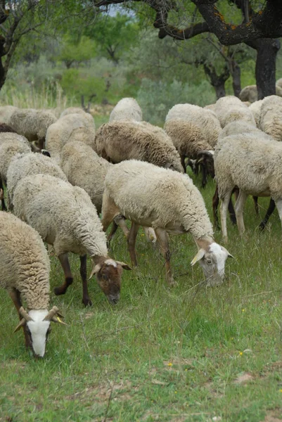 Otlakta Otlayan Koyunlar — Stok fotoğraf