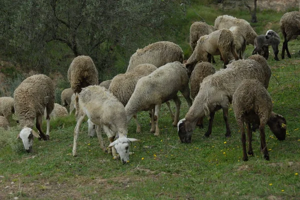牧草地で羊を放牧し — ストック写真