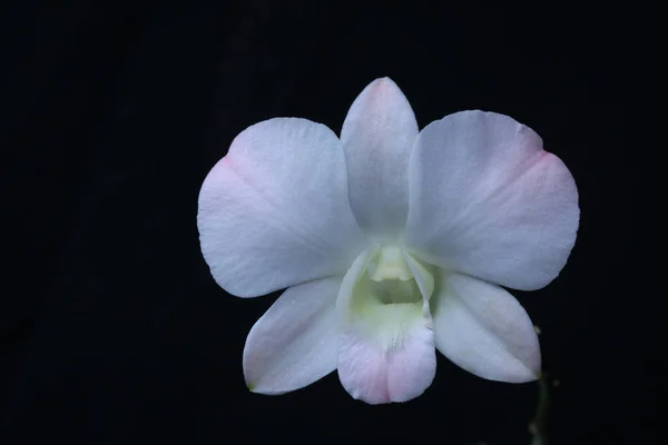 Flor Branca Orquídea Fundo Preto — Fotografia de Stock