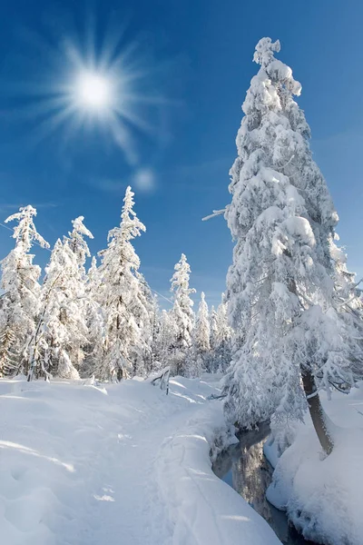 Winter Forest Trees Snow Covered Wood Landscape — Stock Photo, Image