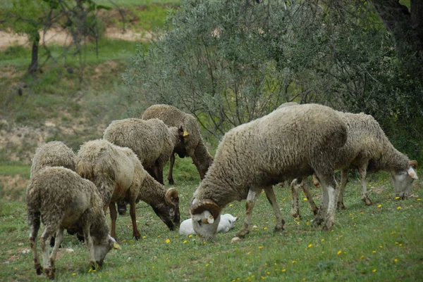 Pastando Ovelhas Pasto — Fotografia de Stock