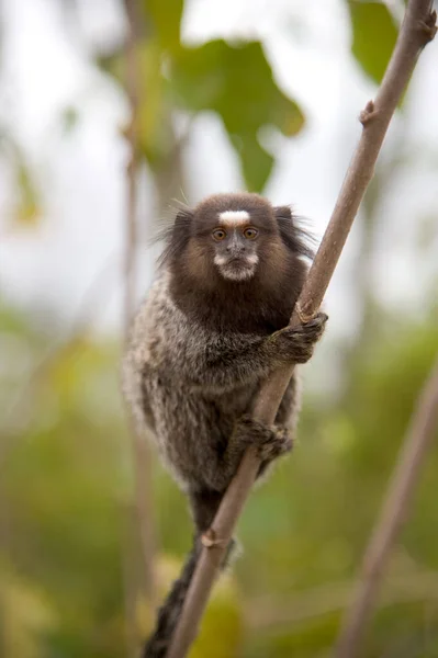 Małpa Marmozetowa Górze Sugar Loaf Rio Janeiro — Zdjęcie stockowe